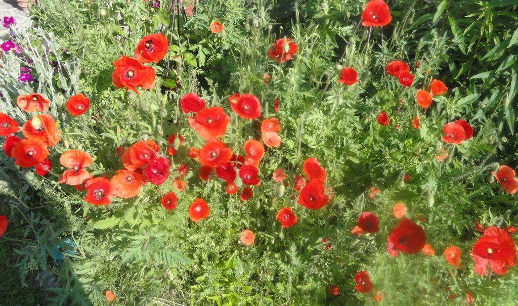 Ruhige Wohnung Mit Schoenem Eigengarten In Seeboden Am Millstaettersee Luaran gambar